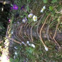 Charlotte_M-ller_Q12_Landart2.jpg